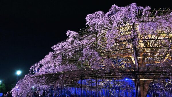 公式Instagramからのお知らせ
